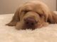 Labrador Retriever Puppies for sale in Columbus, OH, USA. price: $700