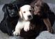 Labrador Retriever Puppies for sale in Polvadera, NM 87828, USA. price: $600