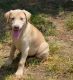Labrador Retriever Puppies for sale in Beaverton, OR, USA. price: $600