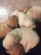 Labrador Retriever Puppies for sale in Greenfield, IN 46140, USA. price: NA