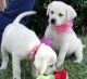 Labrador Retriever Puppies for sale in Richmond, VA, USA. price: $400