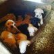 Labrador Retriever Puppies for sale in Camden, IN, USA. price: NA
