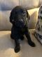 Labrador Retriever Puppies for sale in Madison Heights, MI 48071, USA. price: NA