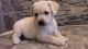 Labrador Retriever Puppies for sale in Ogema, WI 54459, USA. price: NA