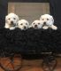 Labrador Retriever Puppies for sale in Florida Ave NW, Washington, DC, USA. price: NA