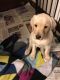 Labrador Retriever Puppies for sale in Louisville, KY 40229, USA. price: $500