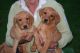 Labrador Retriever Puppies for sale in KY-44, Shepherdsville, KY 40165, USA. price: NA