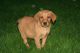 Labrador Retriever Puppies for sale in TX-121, McKinney, TX, USA. price: NA