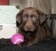 Labrador Retriever Puppies for sale in Chesnee, SC 29323, USA. price: $500