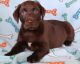 Labrador Retriever Puppies for sale in Pewaukee, WI, USA. price: $500