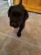 Labrador Retriever Puppies for sale in Wawaka, IN 46794, USA. price: NA