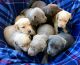 Labrador Retriever Puppies for sale in Morriston, FL 32668, USA. price: $750