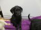 Labrador Retriever Puppies for sale in Texas City, TX, USA. price: NA