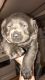 Labrador Retriever Puppies for sale in Lick Creek, KY, USA. price: NA