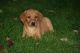Labrador Retriever Puppies for sale in TX-121, McKinney, TX, USA. price: $230