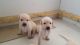 Labrador Retriever Puppies for sale in Hartford, WI, USA. price: NA