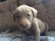 Labrador Retriever Puppies for sale in Filion, MI 48432, USA. price: $500