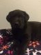 Labrador Retriever Puppies for sale in Filion, MI 48432, USA. price: $500