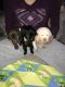 Labrador Retriever Puppies for sale in Huntington, TX 75949, USA. price: $500