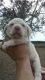 Labrador Retriever Puppies for sale in Mayo, FL 32066, USA. price: NA