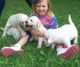 Labrador Retriever Puppies for sale in Omaha, NE, USA. price: NA