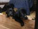 Labrador Retriever Puppies for sale in Post Falls, ID 83854, USA. price: $350