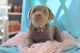 Labrador Retriever Puppies for sale in Seattle, WA, USA. price: NA