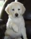 Labrador Retriever Puppies for sale in Seattle, WA, USA. price: NA