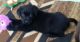 Labrador Retriever Puppies for sale in Chuckey, TN 37641, USA. price: NA