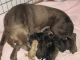 Labrador Retriever Puppies for sale in Washington Court House, OH 43160, USA. price: $500