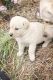 Labrador Retriever Puppies for sale in Coeur d'Alene, ID 83814, USA. price: $950