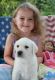 Labrador Retriever Puppies for sale in Burlington, VT, USA. price: $400
