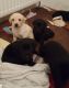 Labrador Retriever Puppies for sale in Pelham, AL 35124, USA. price: $400