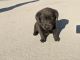 Labrador Retriever Puppies for sale in Mt Vernon, IL 62864, USA. price: NA