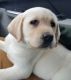Labrador Retriever Puppies for sale in Little Rock, AR, USA. price: NA