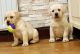Labrador Retriever Puppies for sale in Ohio Dr SW, Washington, DC, USA. price: NA
