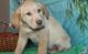Labrador Retriever Puppies for sale in Farmingdale, ME 04344, USA. price: NA