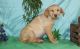 Labrador Retriever Puppies for sale in Ehrhardt, SC 29081, USA. price: $500