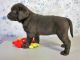 Labrador Retriever Puppies for sale in Wernersville, PA 19565, USA. price: $750