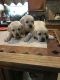 Labrador Retriever Puppies for sale in New Waverly, TX 77358, USA. price: NA