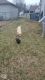 Labrador Retriever Puppies for sale in Antioch, TN 37013, USA. price: NA
