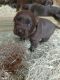 Labrador Retriever Puppies for sale in Puryear, TN 38251, USA. price: NA
