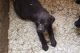 Labrador Retriever Puppies for sale in Walhonding, OH 43843, USA. price: $300