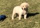 Labrador Retriever Puppies for sale in Dakota City, NE 68731, USA. price: NA