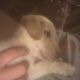 Labrador Retriever Puppies for sale in 3611 Union Mills Rd, Troy, VA 22974, USA. price: $600