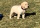 Labrador Retriever Puppies for sale in Kensington, MD 20895, USA. price: $500