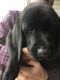 Labrador Retriever Puppies for sale in Loveland, OH, USA. price: $500