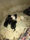 Labrador Retriever Puppies for sale in Singers Glen, VA 22850, USA. price: NA