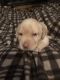 Labrador Retriever Puppies for sale in Plymouth, OH 44865, USA. price: NA