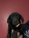 Labrador Retriever Puppies for sale in Seneca Falls, NY 13148, USA. price: NA